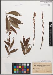 Foto von Salix caprea L. x Salix purpurea L.